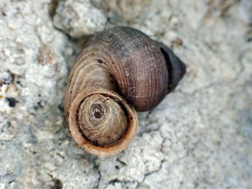 tudorella sulcata (Draparnaud,1805)